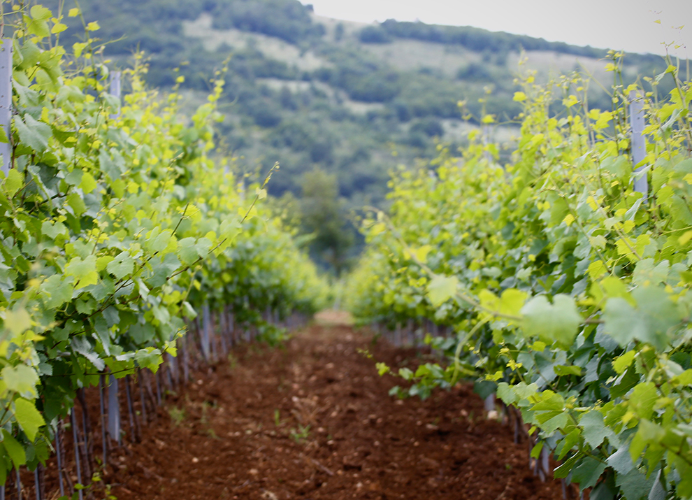 Винените сортове на Мидалидаре: Шардоне - сорт и тероари