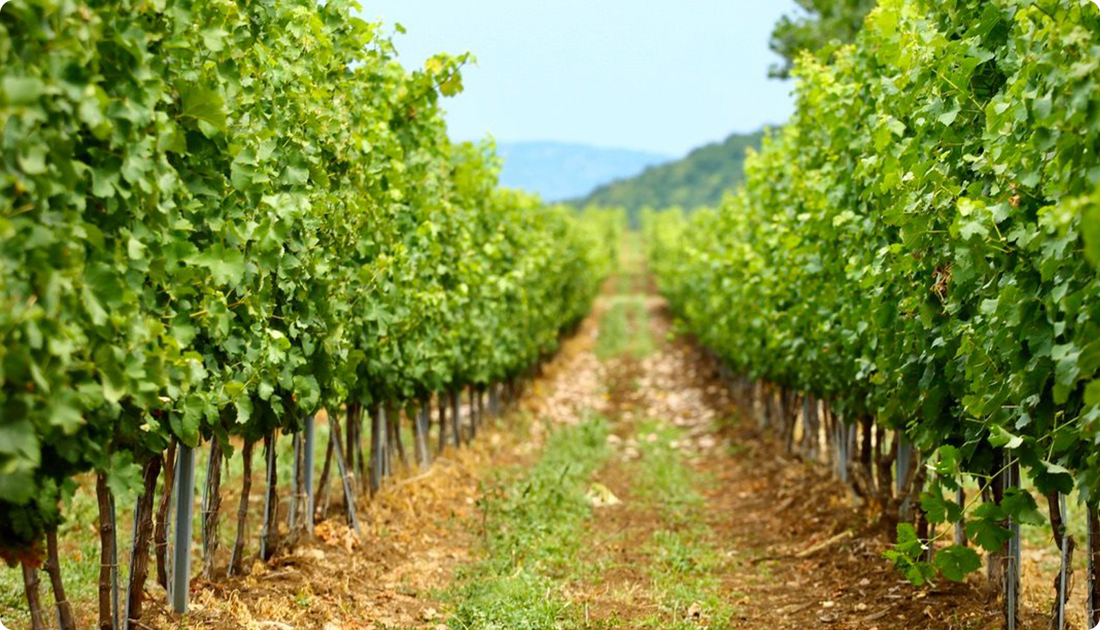 Совиньон Блан на Шипката