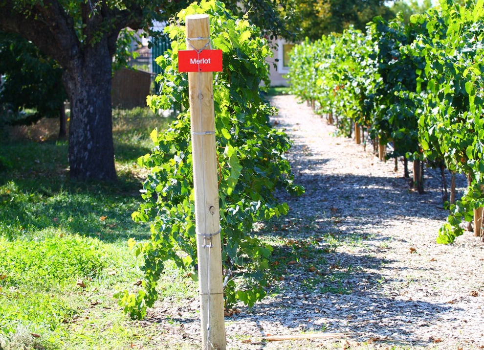 Винените сортове на Мидалидаре: Сортът Мерло