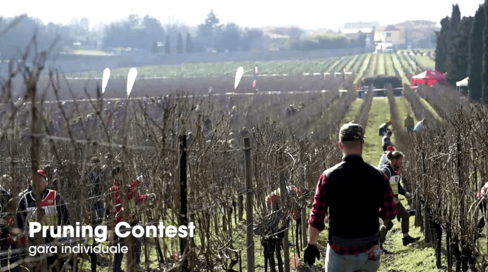 Pruning Contest in Iitaly