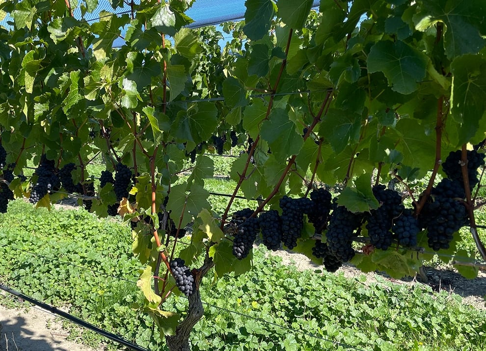 Pinot Noir in Central Otago