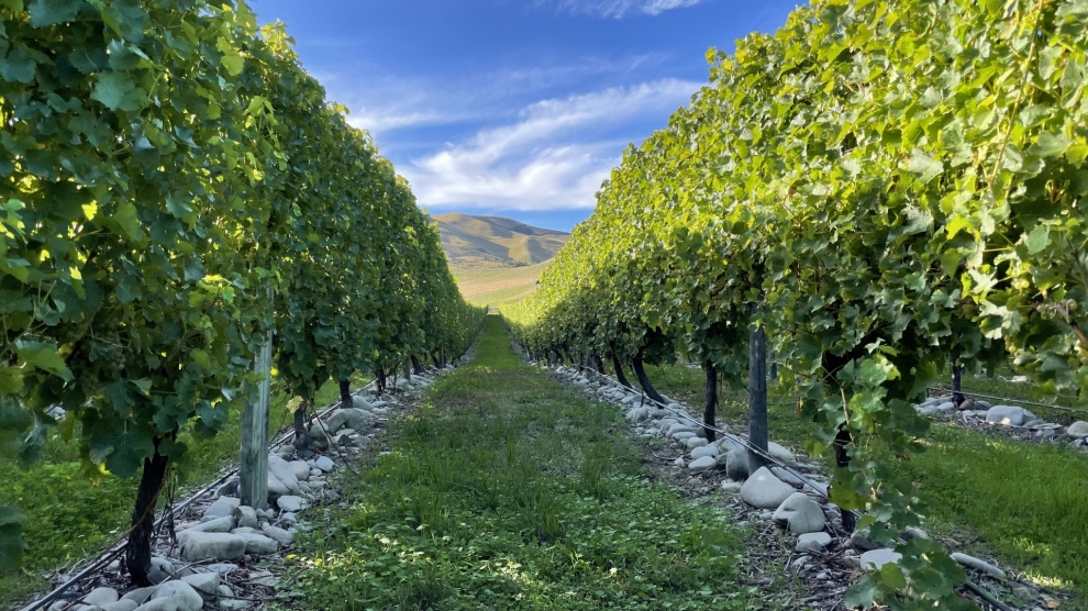 Craiglochart vineyard 2023_2