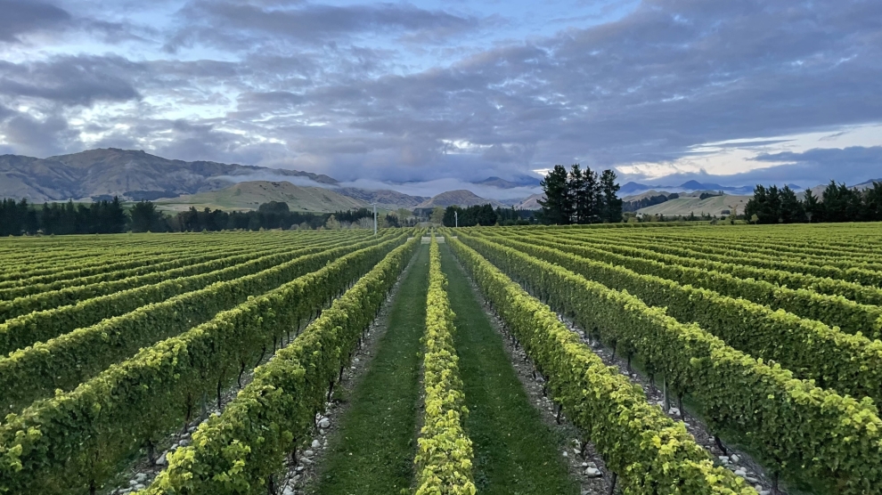 Craiglochart vineyard 2023_5