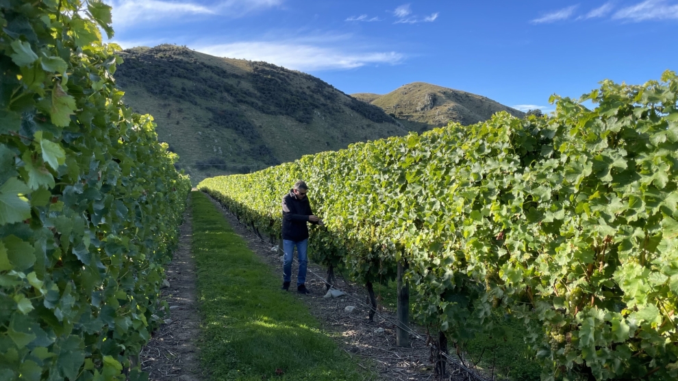 Craiglochart vineyard 2023_6