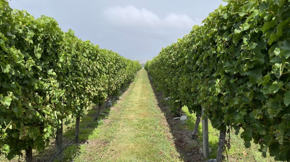 Craiglochart vineyard 2024_2