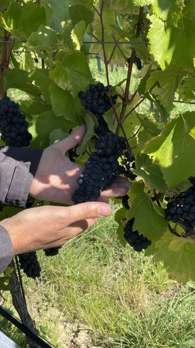 Pinot Noir from Stag's Run 2023_1