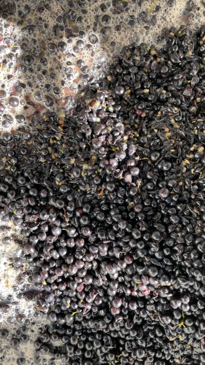 Pinot Noir fermentation 2024