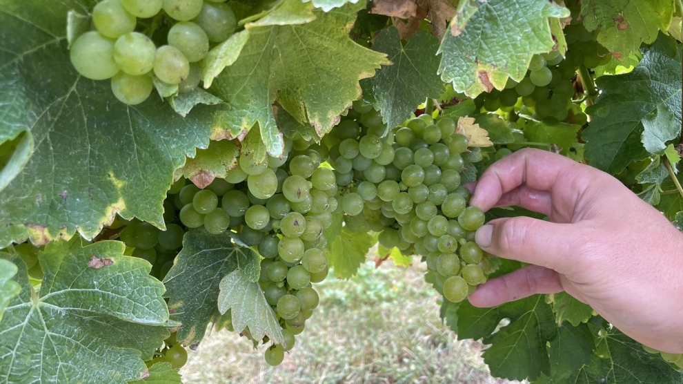 Sauvignon Blanc from Craiglochart 2024