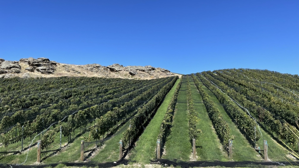 Stag's Run vineyard 2023_1