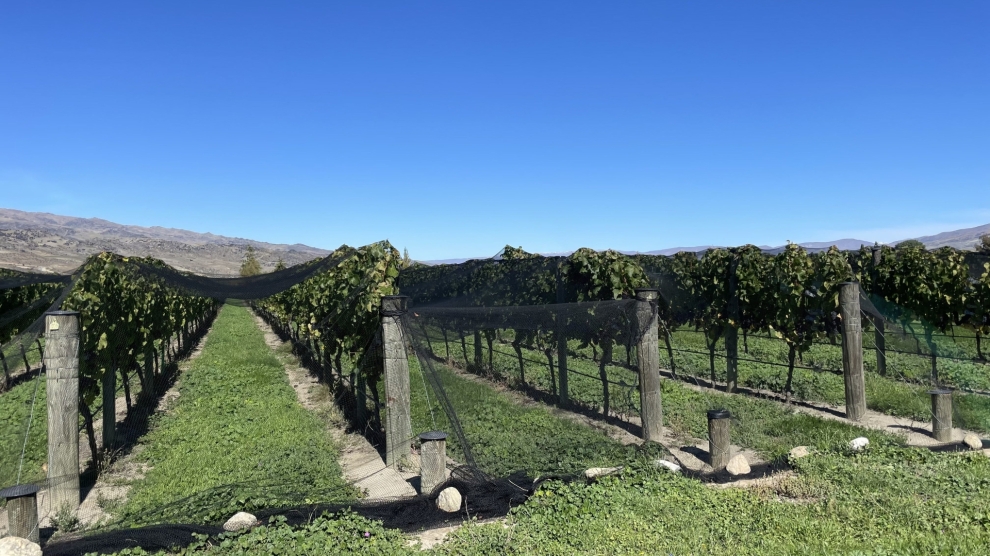 Stag's Run vineyard 2023_2