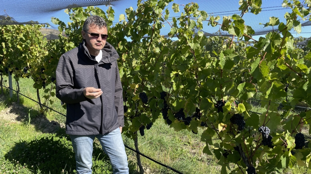 Stag's Run vineyard 2023_4