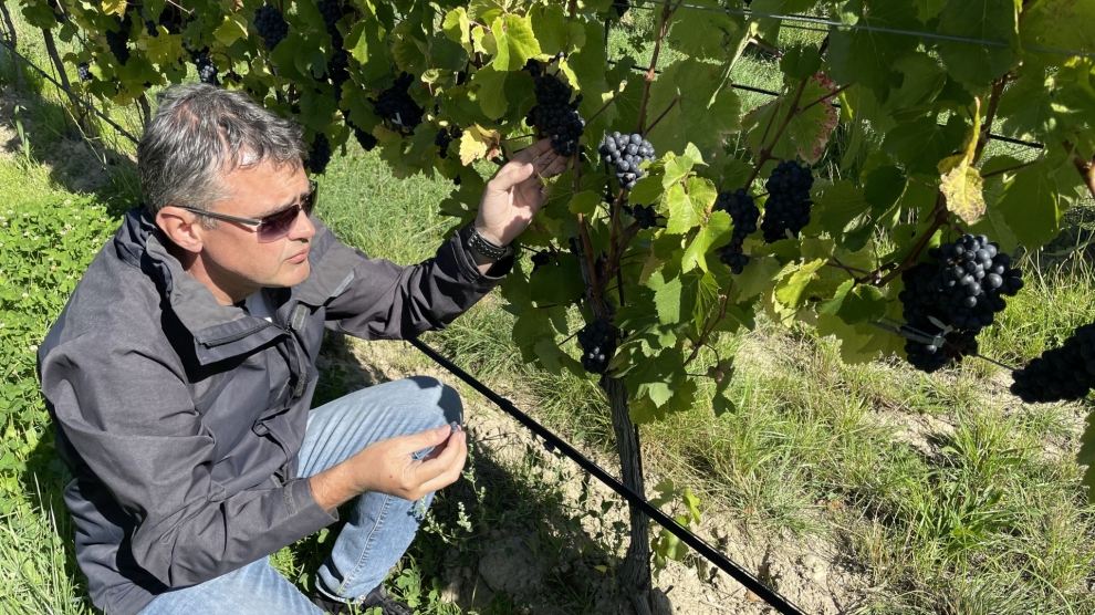 Stag's Run vineyard 2023_5