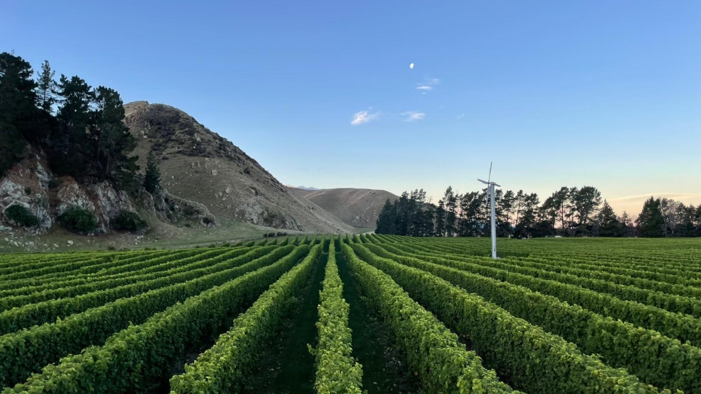 Stag's Run vineyard 2024_3