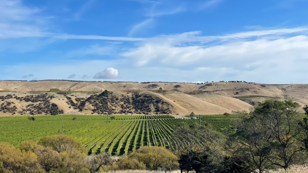Stag's Run vineyard 2025_1