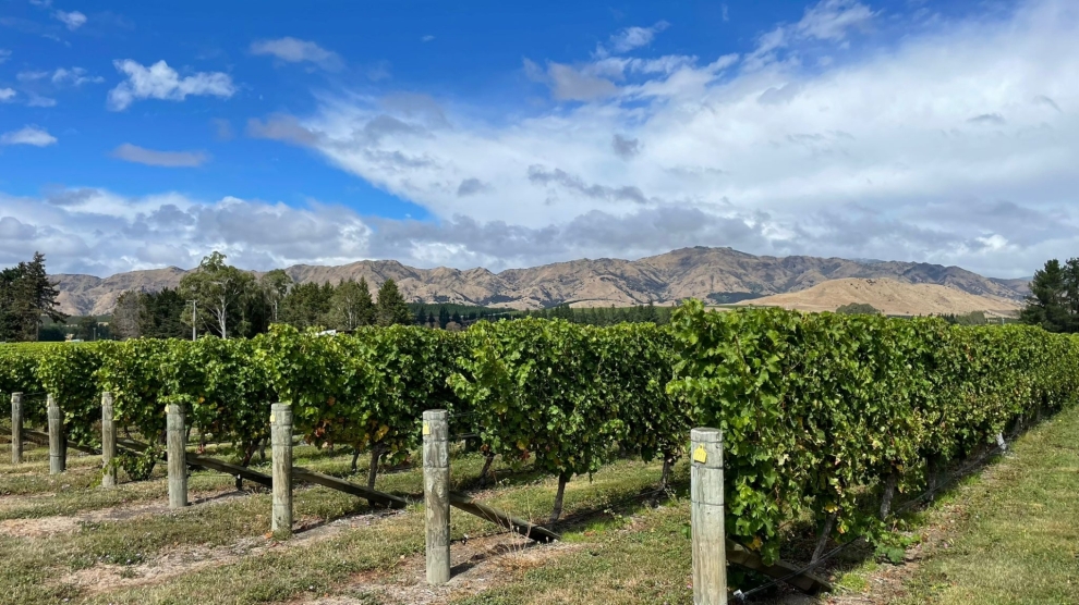 Stag's Run vineyard 2025_2