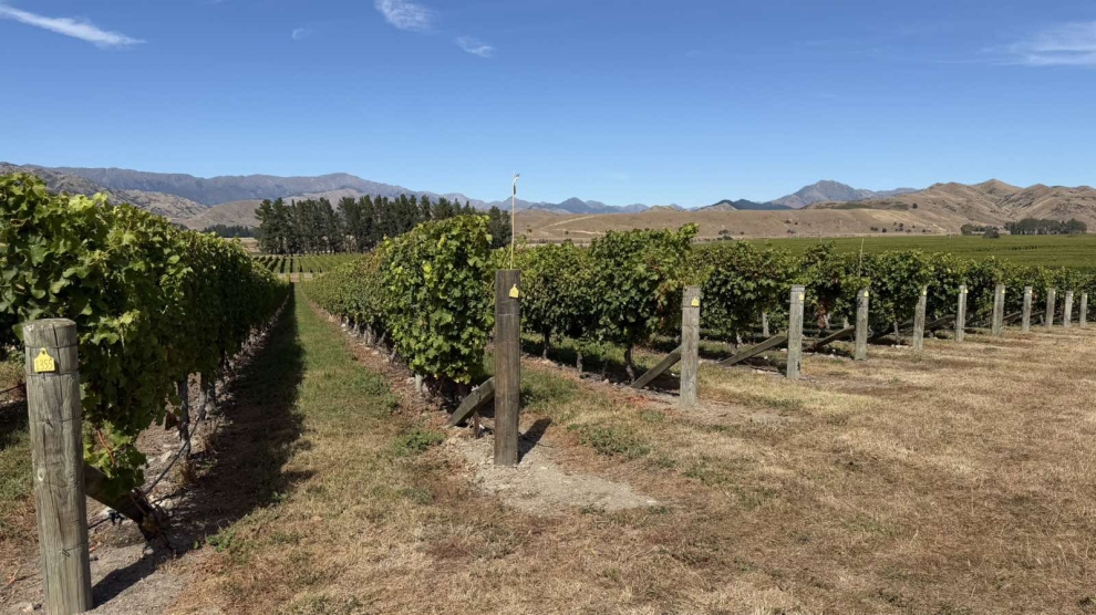 Stag's Run vineyard 2026_2