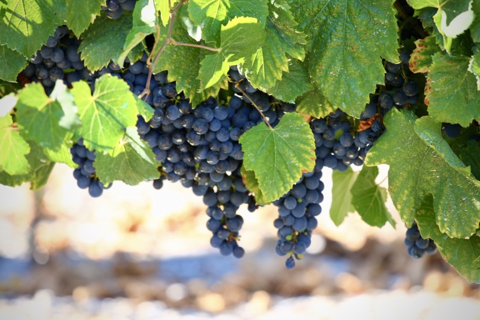 Midalidare varieties Merlot