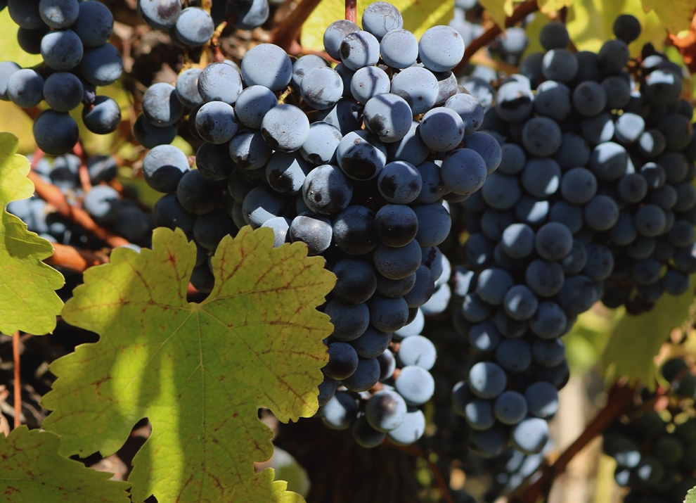 Midalidare varieties Tannat