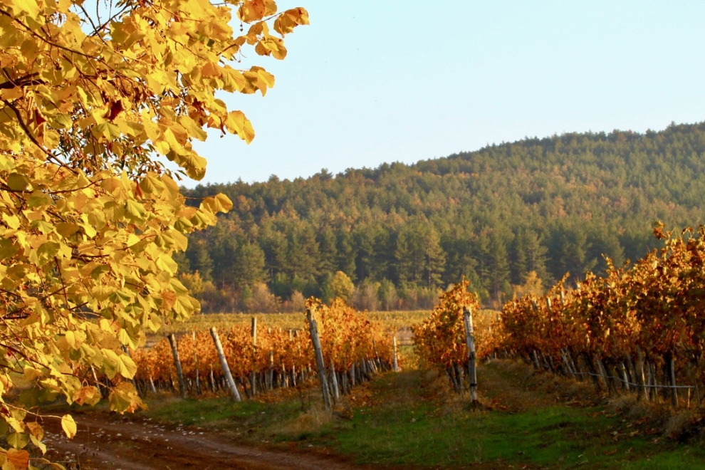 Prisovete vineyard