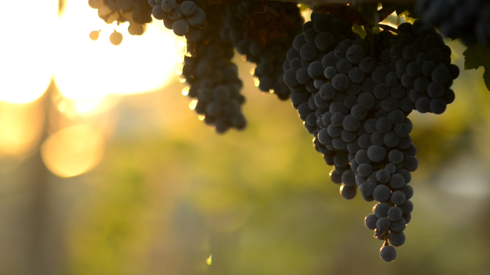 Midalidare Vineyards Dabovets Malbec