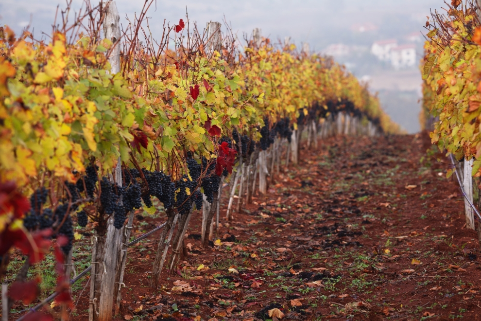 Midalidare Vineyards Dabovets  Syrah