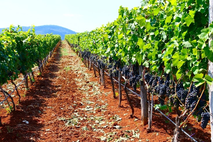Лозов масив Дабовец