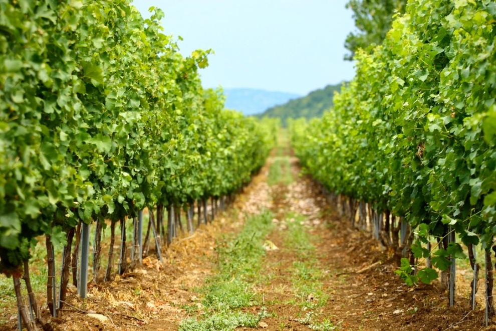 Midalidare Shipkata vineyard Sauvignon Blanc Summer