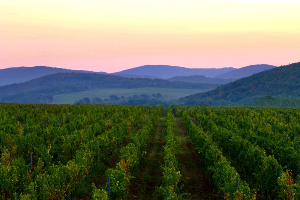 Midalidare Shipkata vineyard Sauvignon Blanc Autumn 1