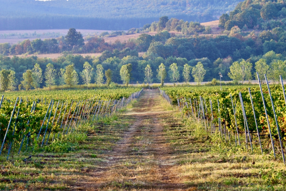 Midalidare Shipkata vineyard Sauvignon Blanc Autumn 2