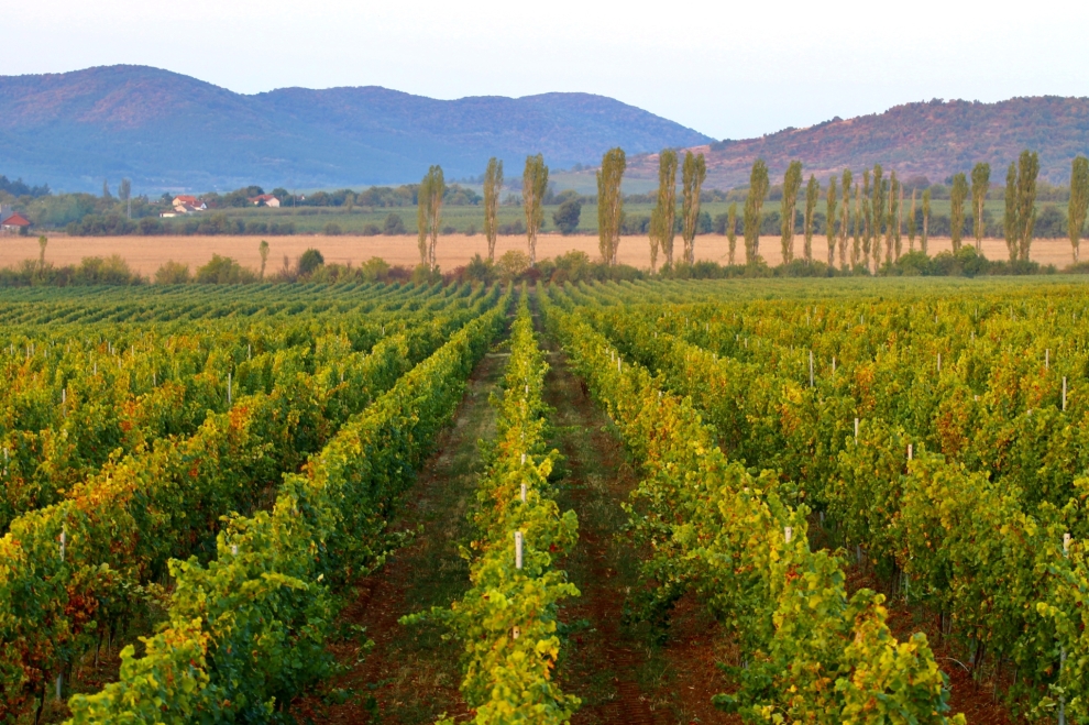 Midalidare Shipkata vineyard Sauvignon Blanc Autumn 3