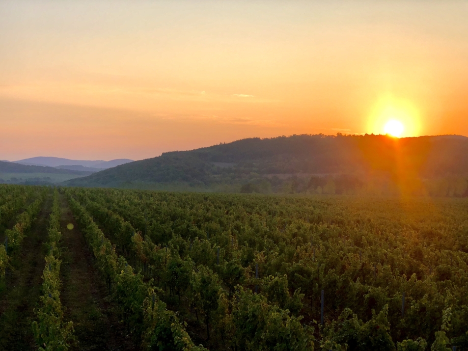 Midalidare Shipkata vineyard Sauvignon Blanc Autumn 4